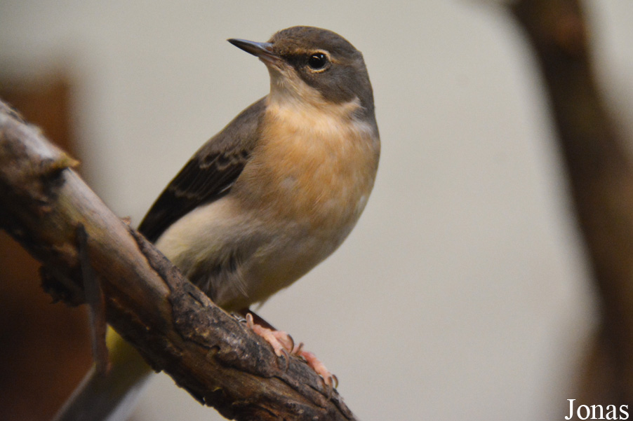 Motacilla cinerea