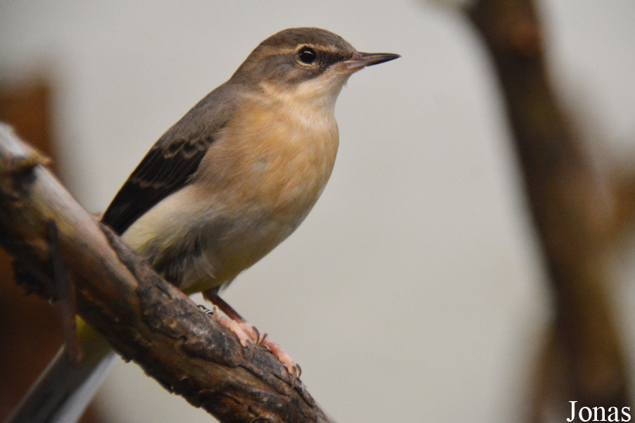 Motacilla cinerea