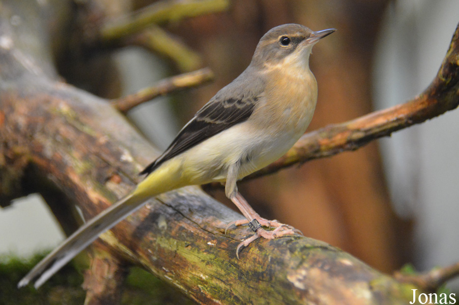 Motacilla cinerea