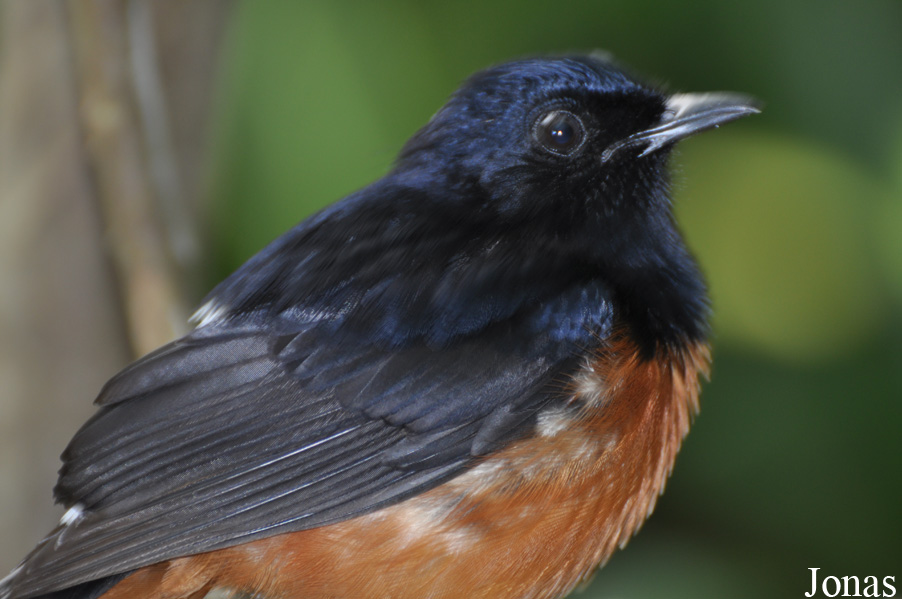 Copsychus malabaricus
