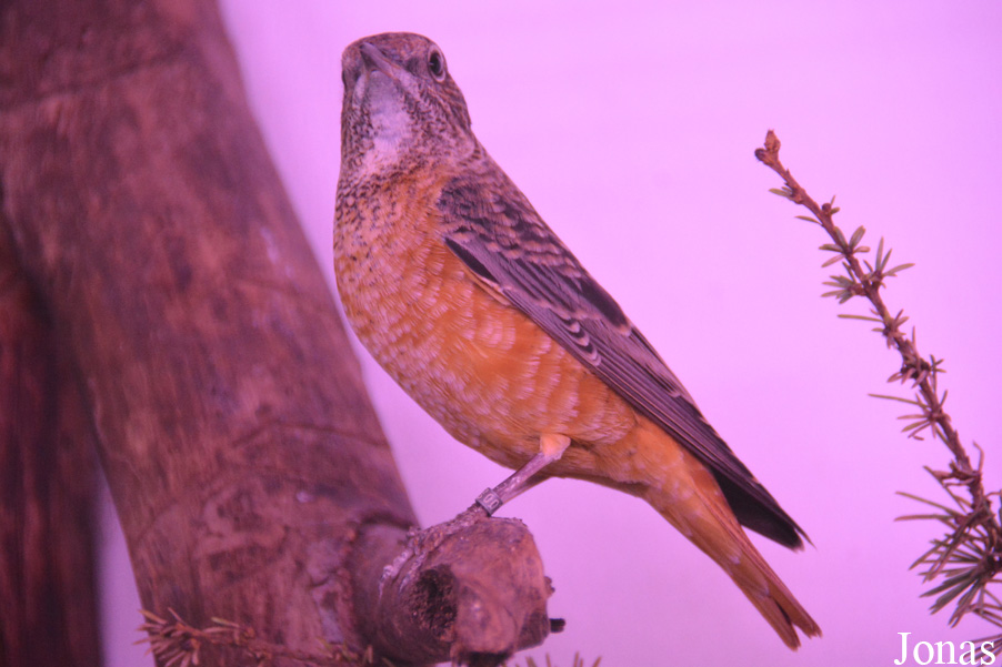 Monticola saxatilis