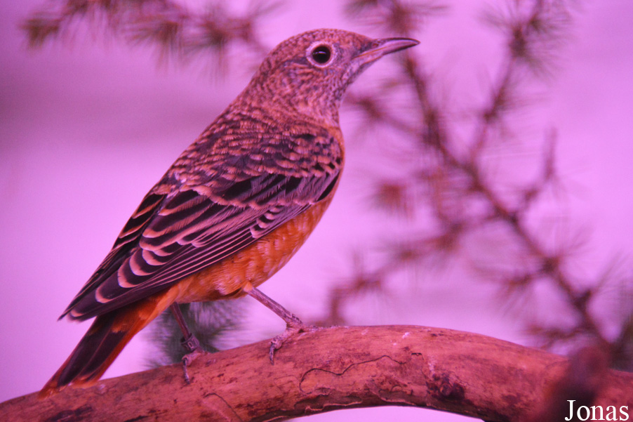 Monticola saxatilis