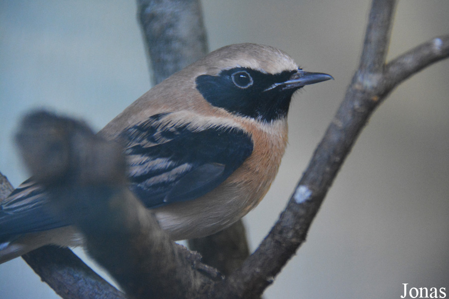 Oenanthe hispanica