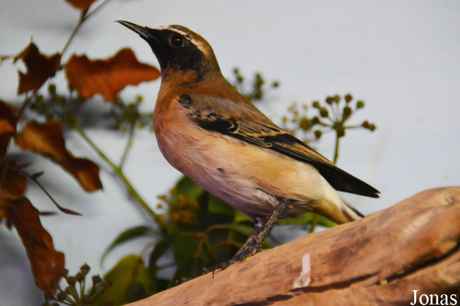 Oenanthe seebohmi