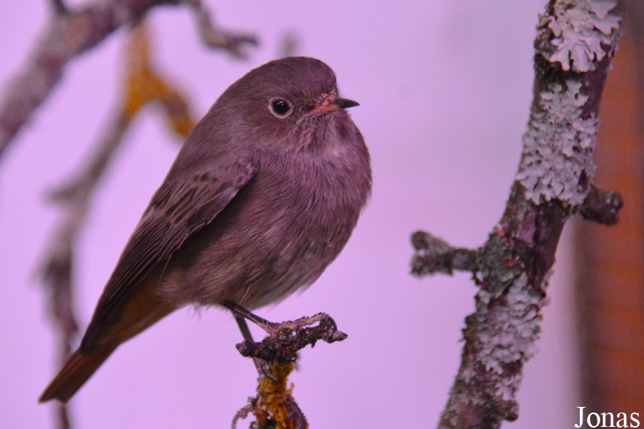 Phoenicurus ochruros gibraltariensis