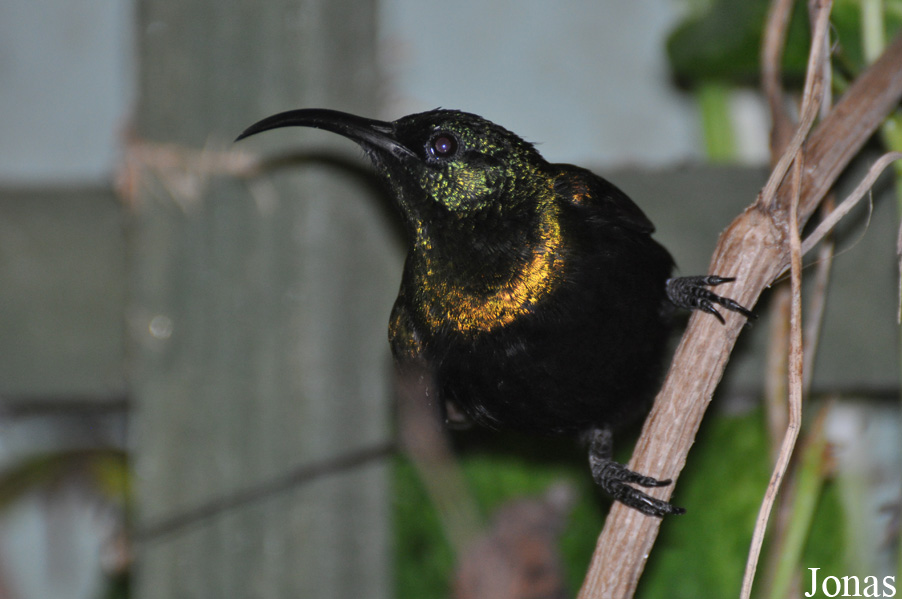 Nectarinia kilimensis
