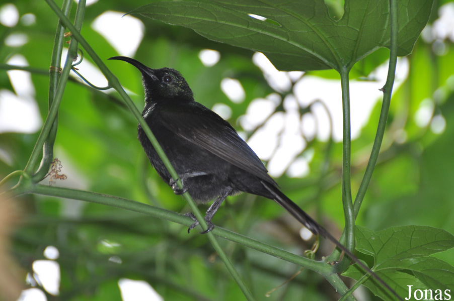Nectarinia kilimensis