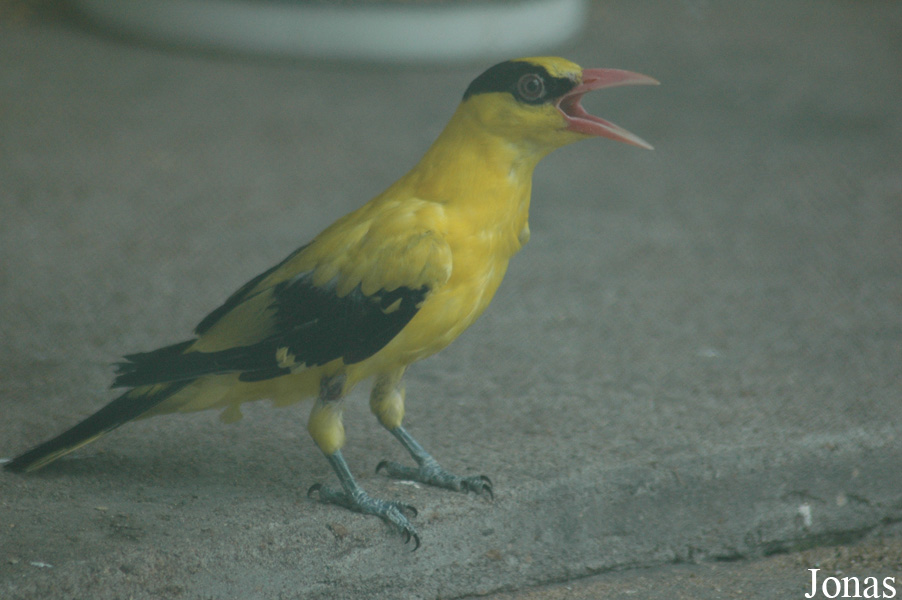 Oriolus chinensis