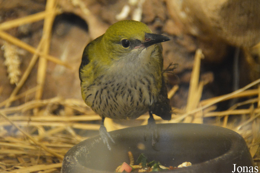 Oriolus oriolus