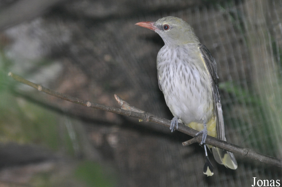 Oriolus oriolus