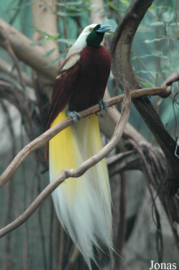 Paradisaea minor