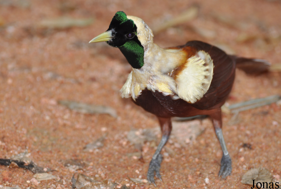 Paradisaea rubra