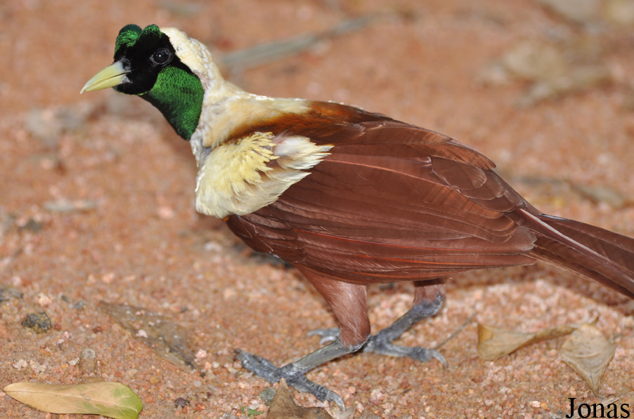 Paradisaea rubra