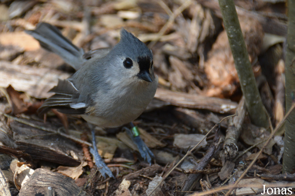 Baeolophus bicolor