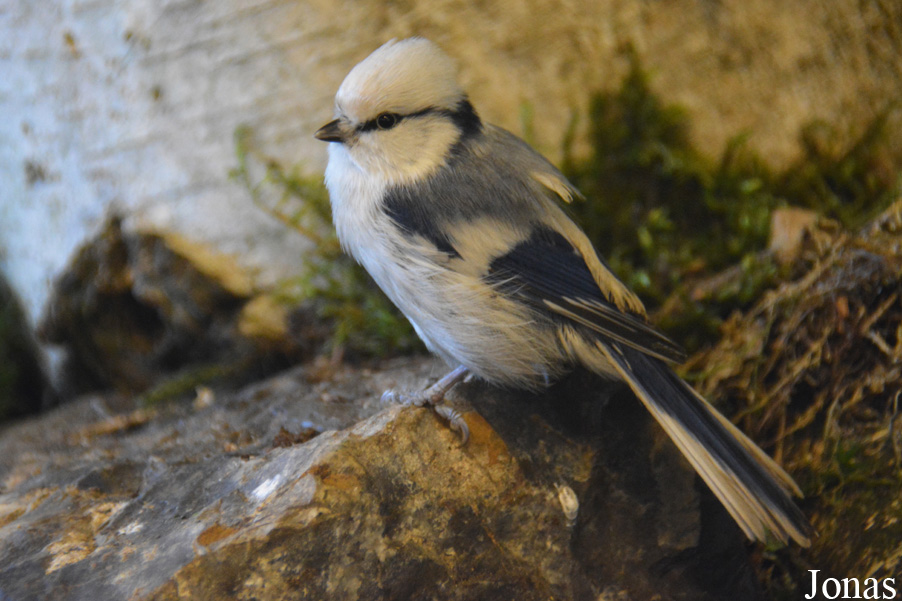 Cyanistes cyanus