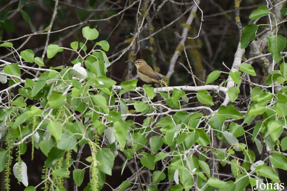 Phylloscopus ibericus