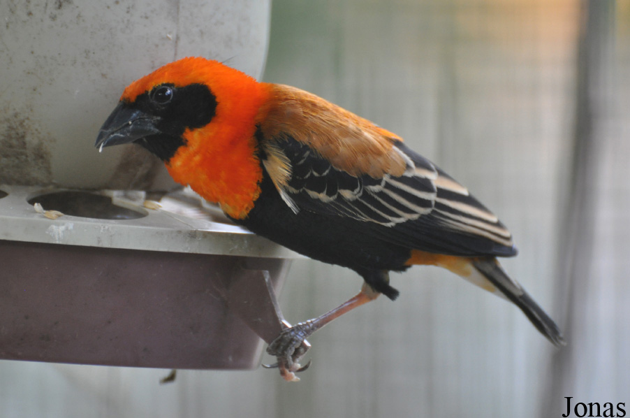 Euplectes hordeaceus