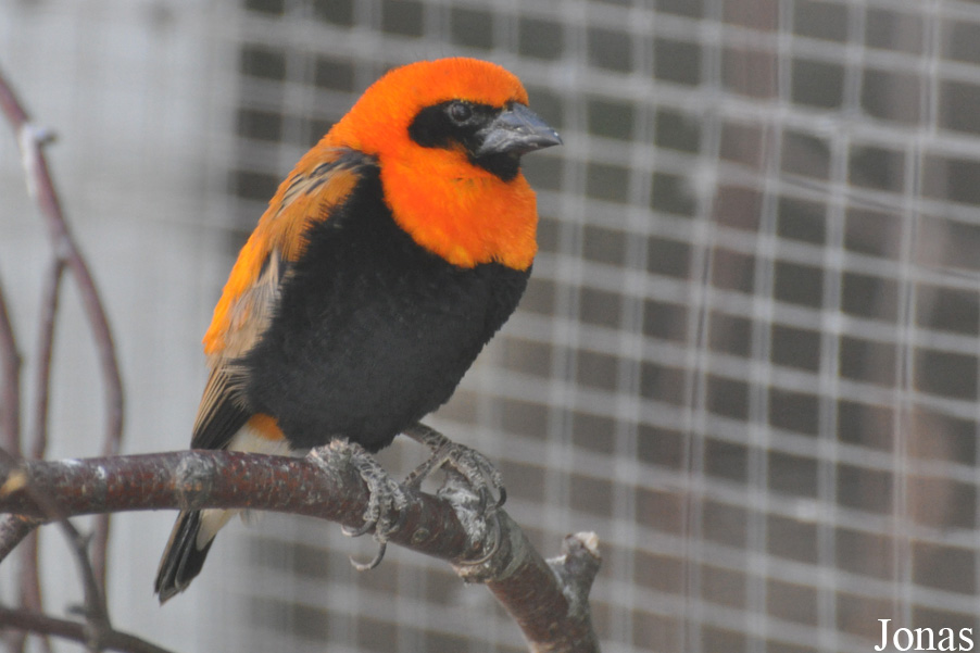 Euplectes hordeaceus