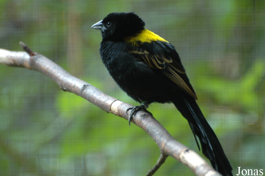 Euplectes macroura
