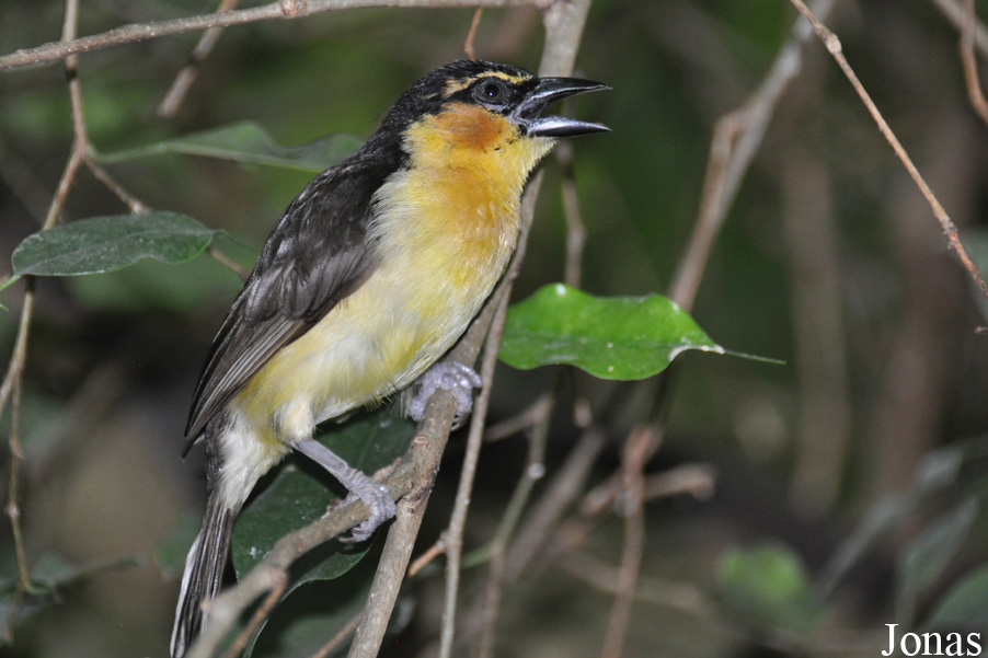 Ploceus nigricollis nigricollis