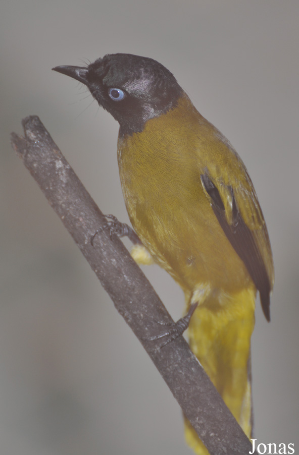 Microtarsus melanocephalos