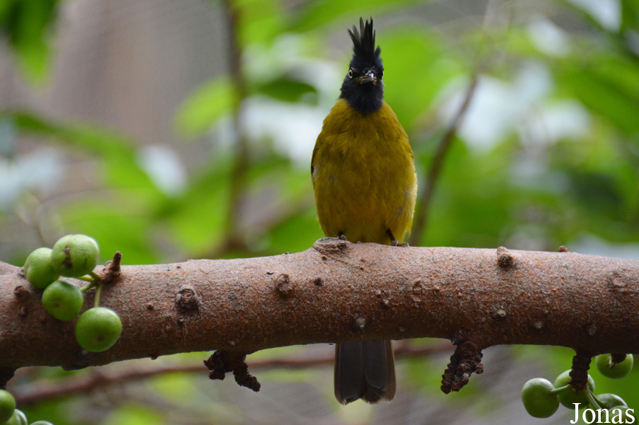 Rubigula flaviventris