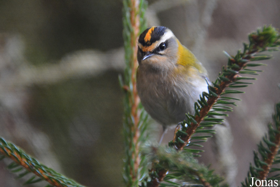 Regulus ignicapilla