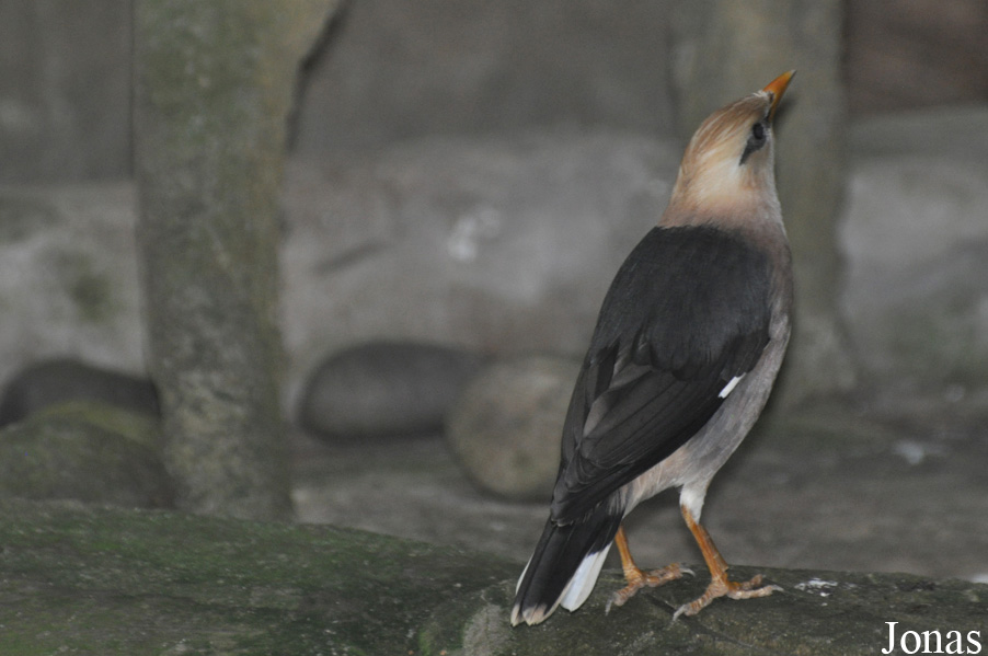 Acridotheres burmannicus