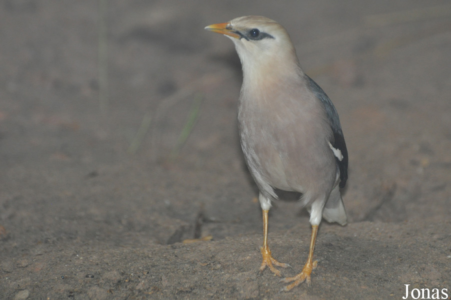 Acridotheres burmannicus