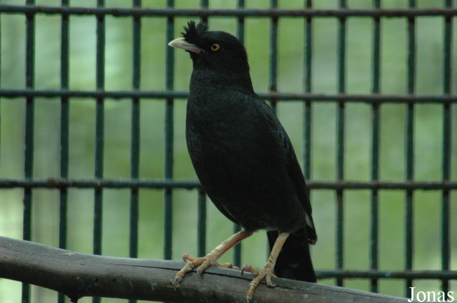Acridotheres cristatellus