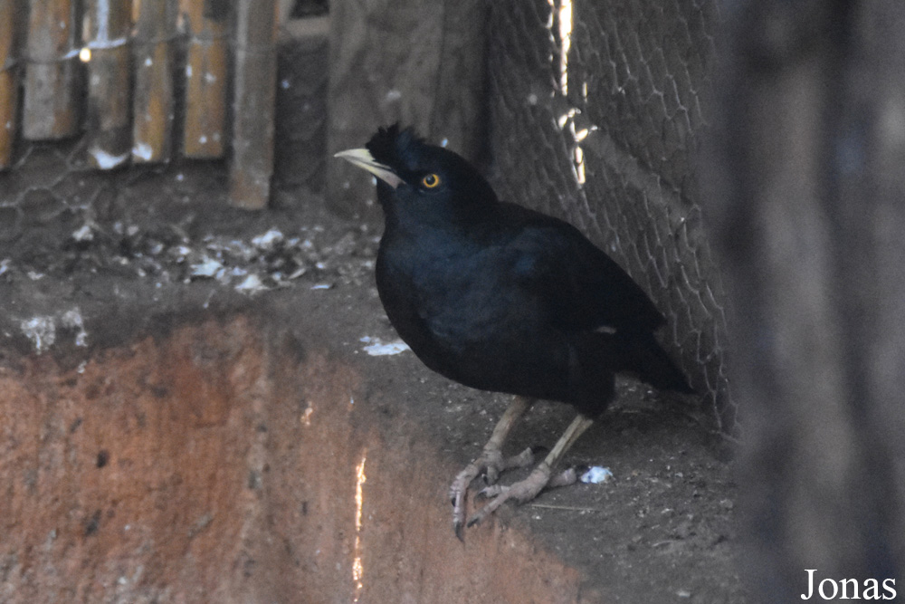 Acridotheres cristatellus