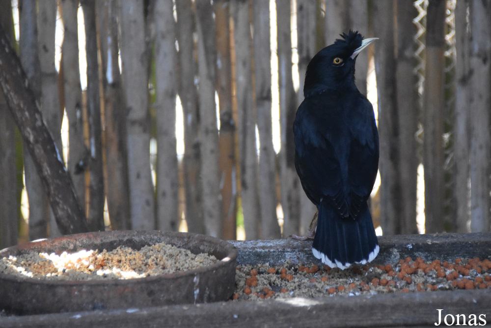 Acridotheres cristatellus