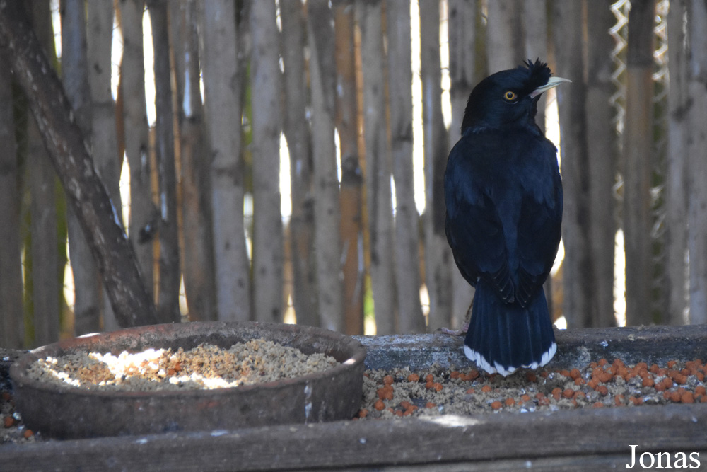 Acridotheres cristatellus