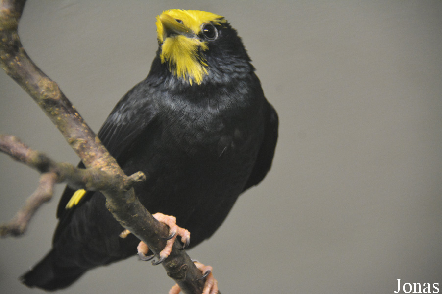 Ampeliceps coronatus