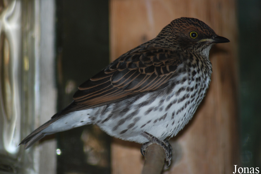 Cinnyricinclus leucogaster