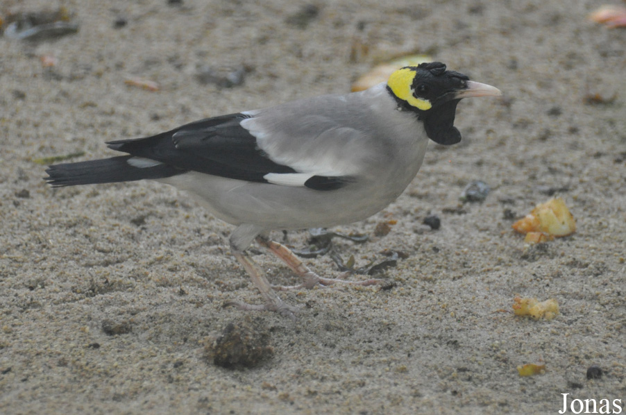 Creatophora cinerea
