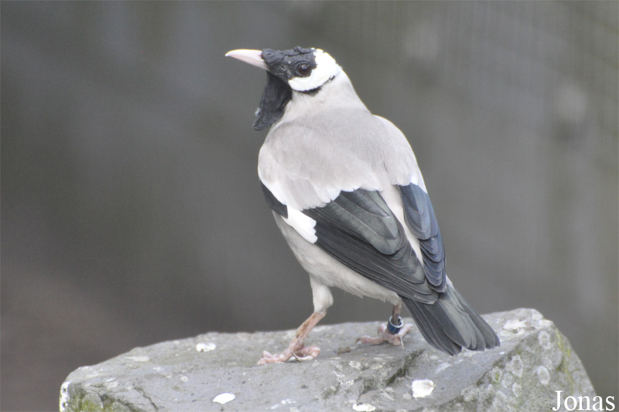Creatophora cinerea