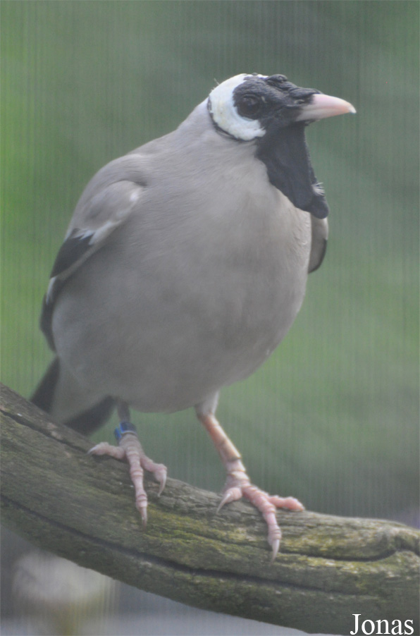Creatophora cinerea