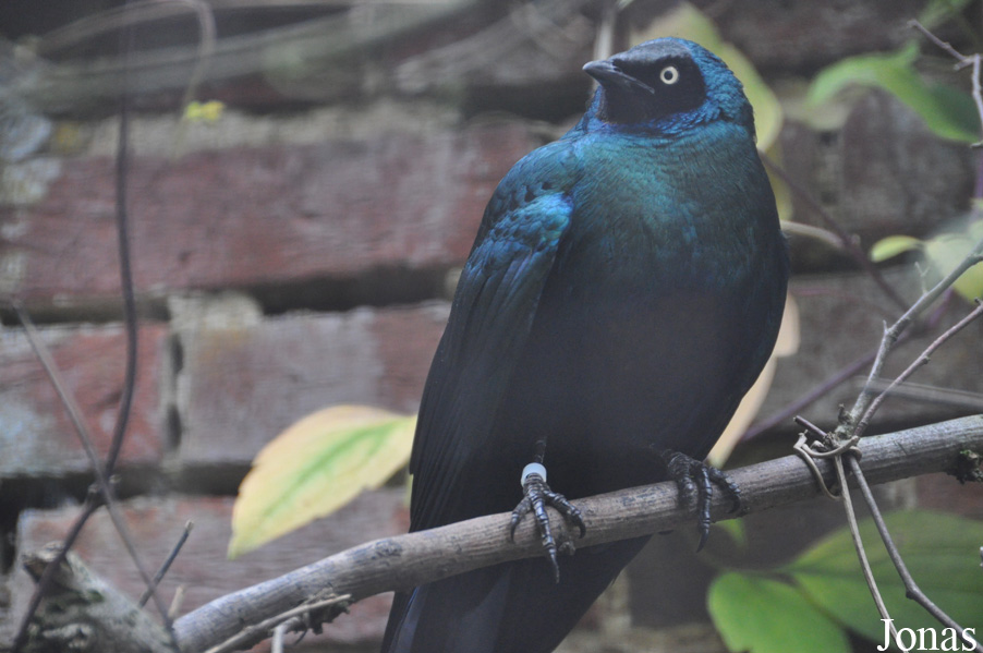 Lamprotornis caudatus