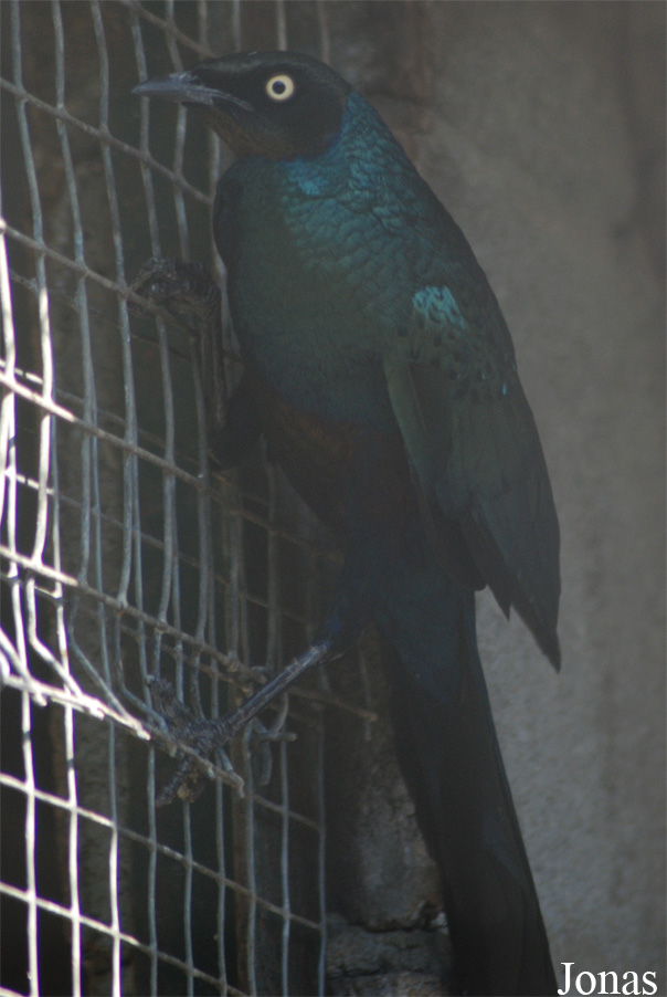 Lamprotornis caudatus