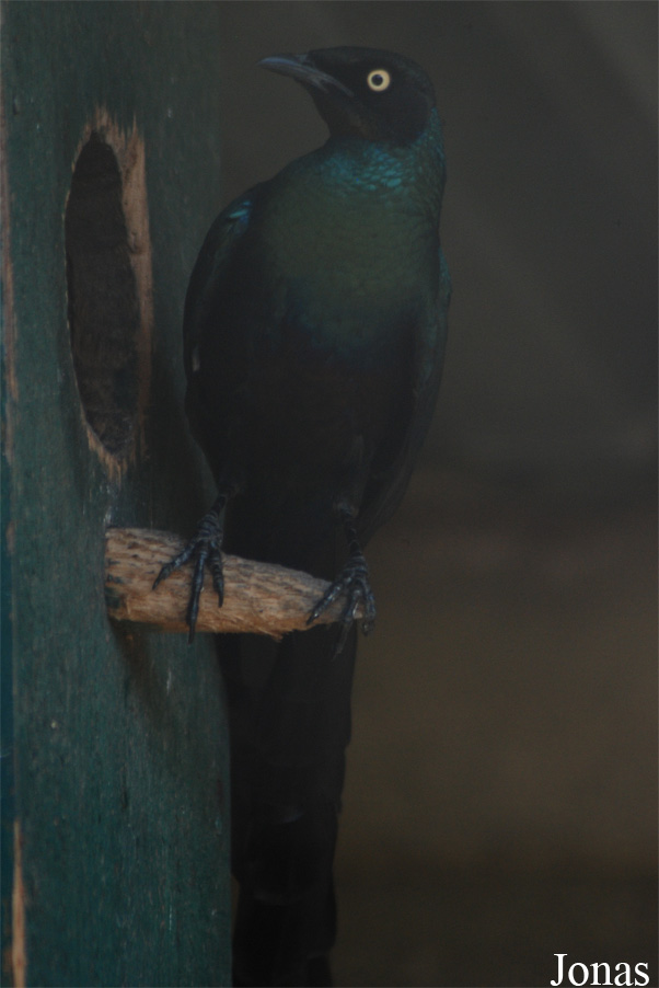 Lamprotornis caudatus