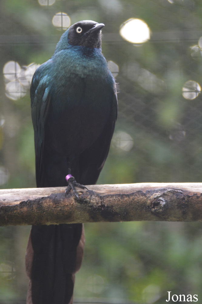 Lamprotornis caudatus