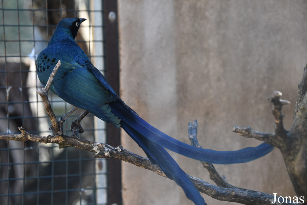 Lamprotornis caudatus
