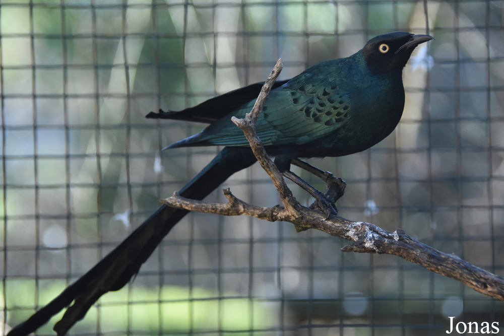 Lamprotornis caudatus