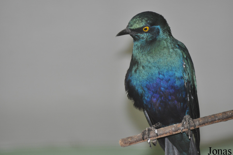 Lamprotornis chalybaeus