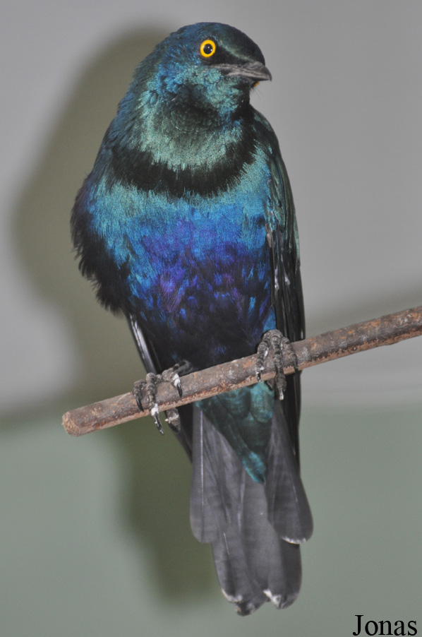 Lamprotornis chalybaeus