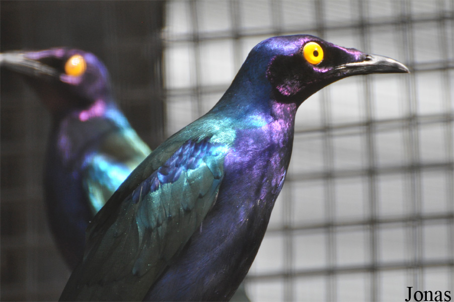 Lamprotornis purpureus