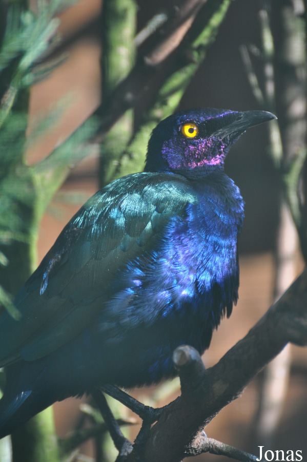 Lamprotornis purpuroptera