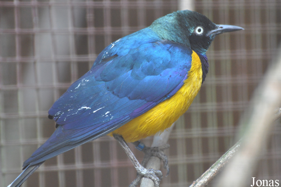 Lamprotornis regius