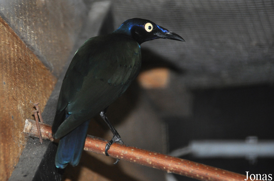 Lamprotornis splendidus